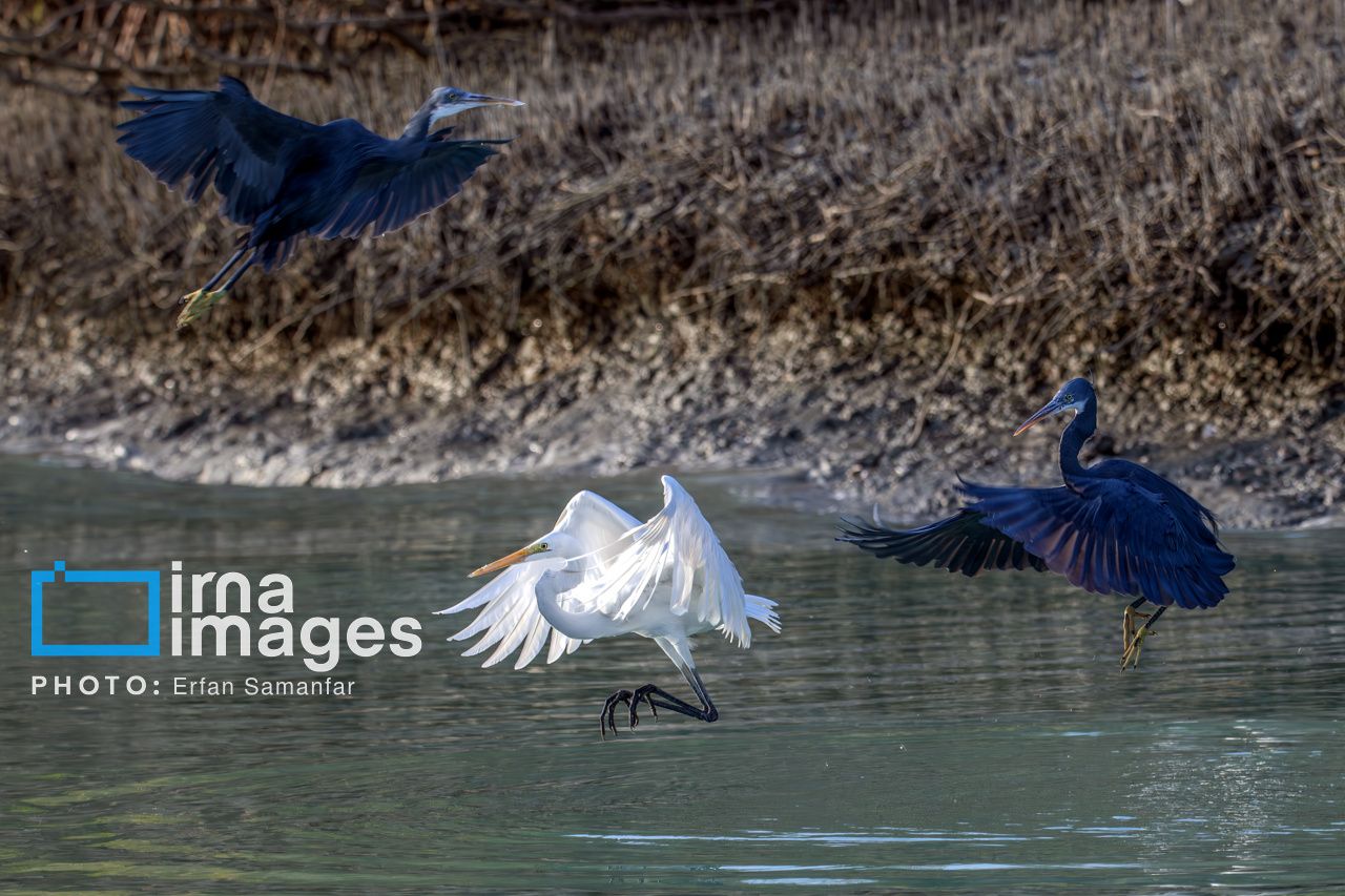 خور «تیاب» زیستگاه پرندگان مهاجر