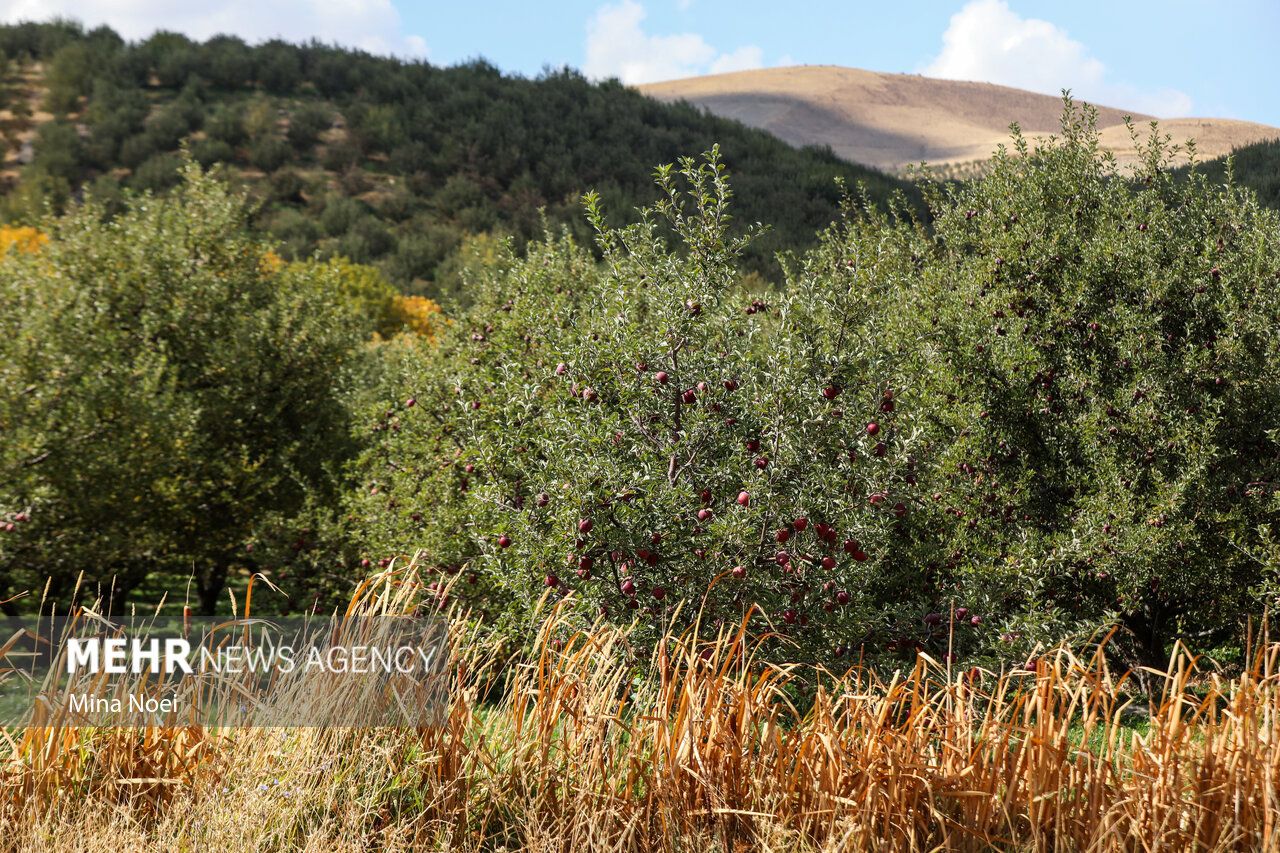 فصل برداشت طلای سرخ مراغه