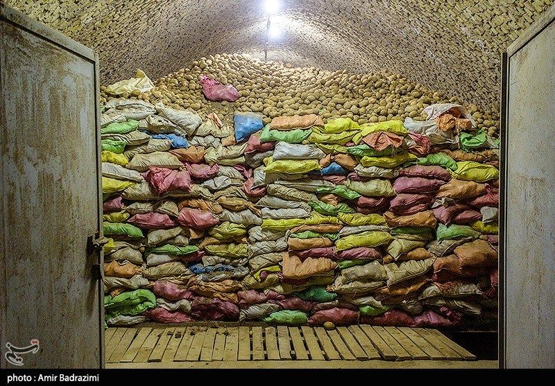 اشتغالزایی در مزارع سیبزمینی فیروزکوه