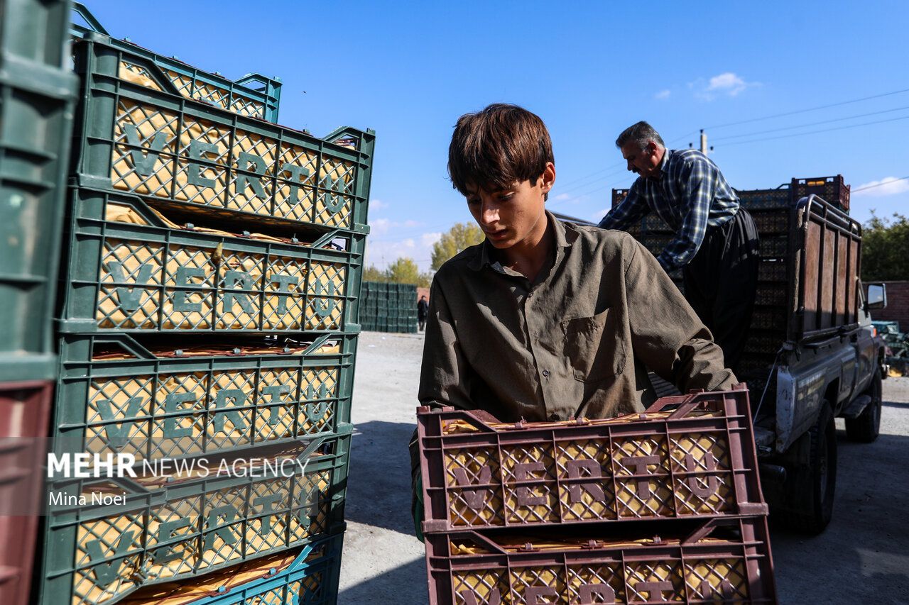 فصل برداشت طلای سرخ مراغه