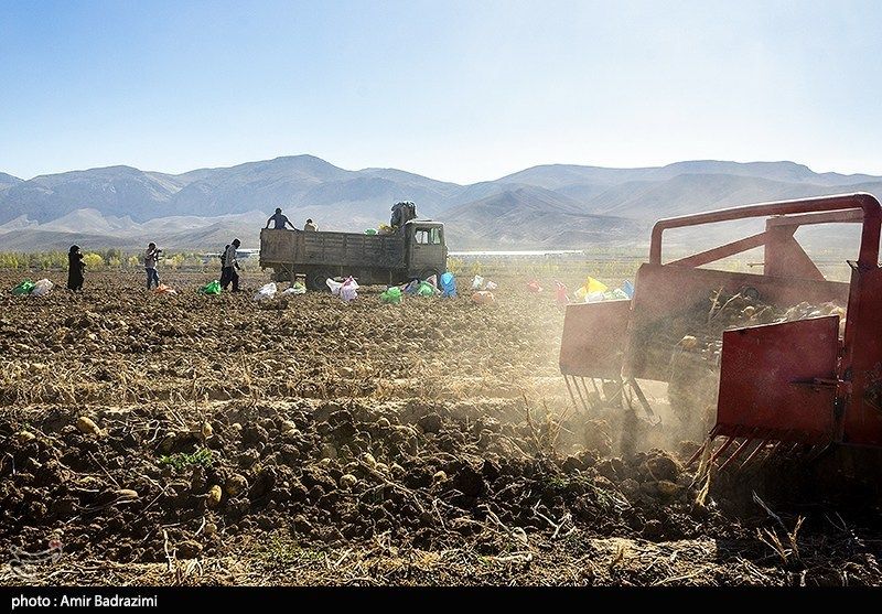 اشتغالزایی در مزارع سیبزمینی فیروزکوه