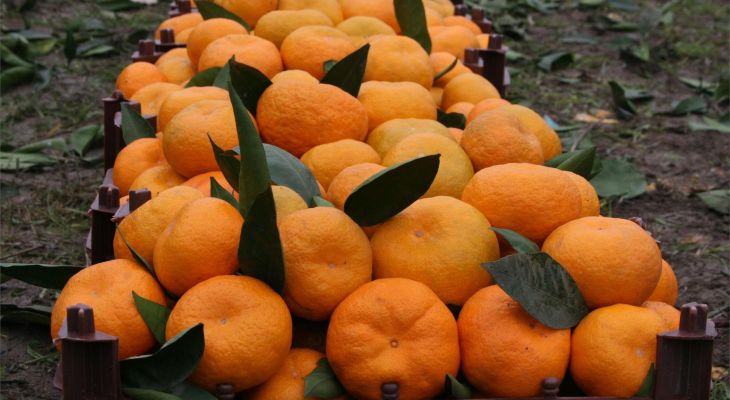 برداشت نارنگی در مازندران