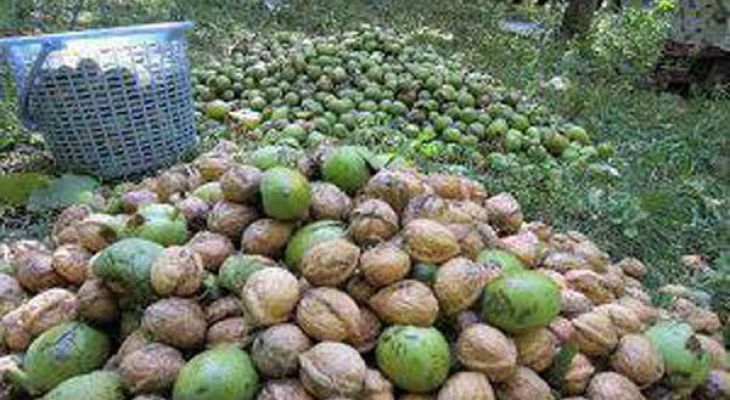 برداشت گردو اصلاح شده با دستگاه مکانیزه