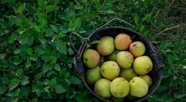 تولید برای محرومیت‌زدایی؛ باغ گلابی چناران