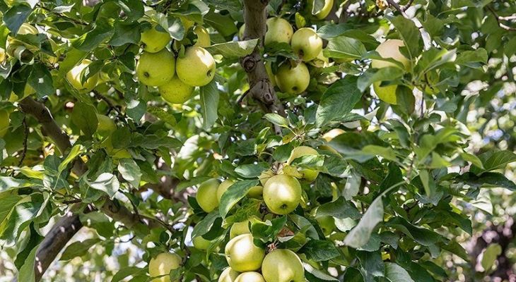 برداشت سیب از باغ‌های ارومیه
