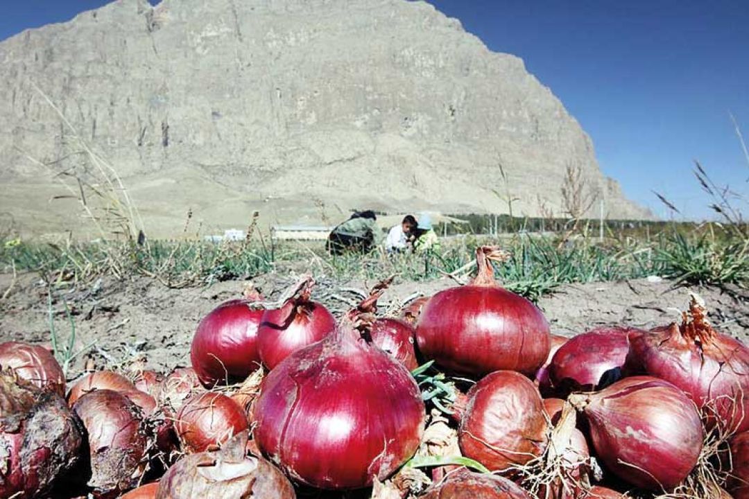 دلالان، اشک پیازکاران هرسینی را درآوردند
