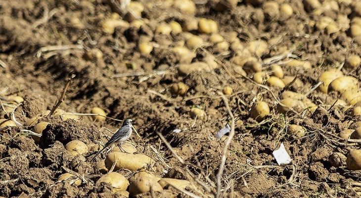 اشتغالزایی در مزارع سیب‌زمینی فیروزکوه