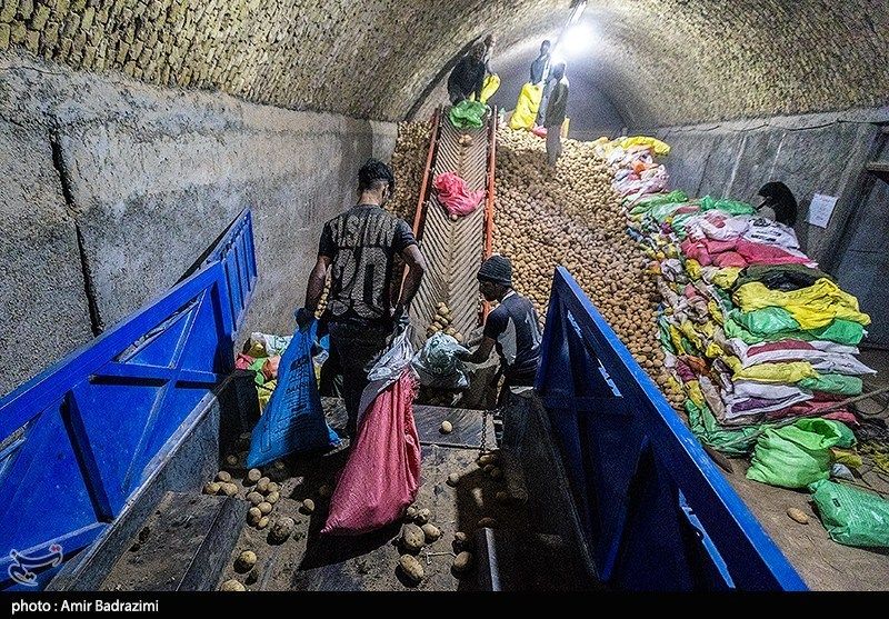 اشتغالزایی در مزارع سیبزمینی فیروزکوه