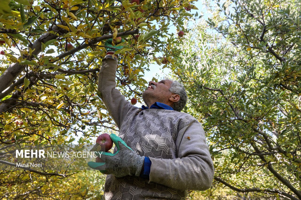 فصل برداشت طلای سرخ مراغه