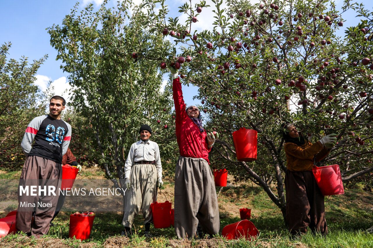 فصل برداشت طلای سرخ مراغه