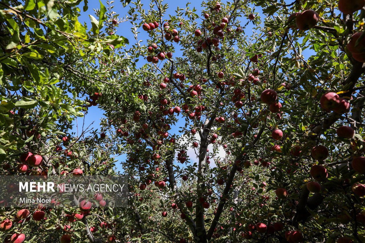 فصل برداشت طلای سرخ مراغه