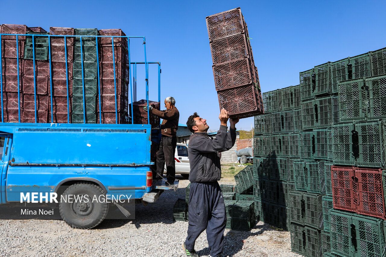 فصل برداشت طلای سرخ مراغه