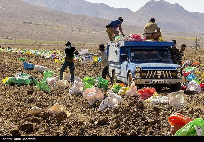 اشتغالزایی در مزارع سیبزمینی فیروزکوه