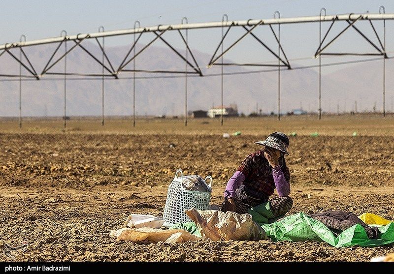 اشتغالزایی در مزارع سیبزمینی فیروزکوه