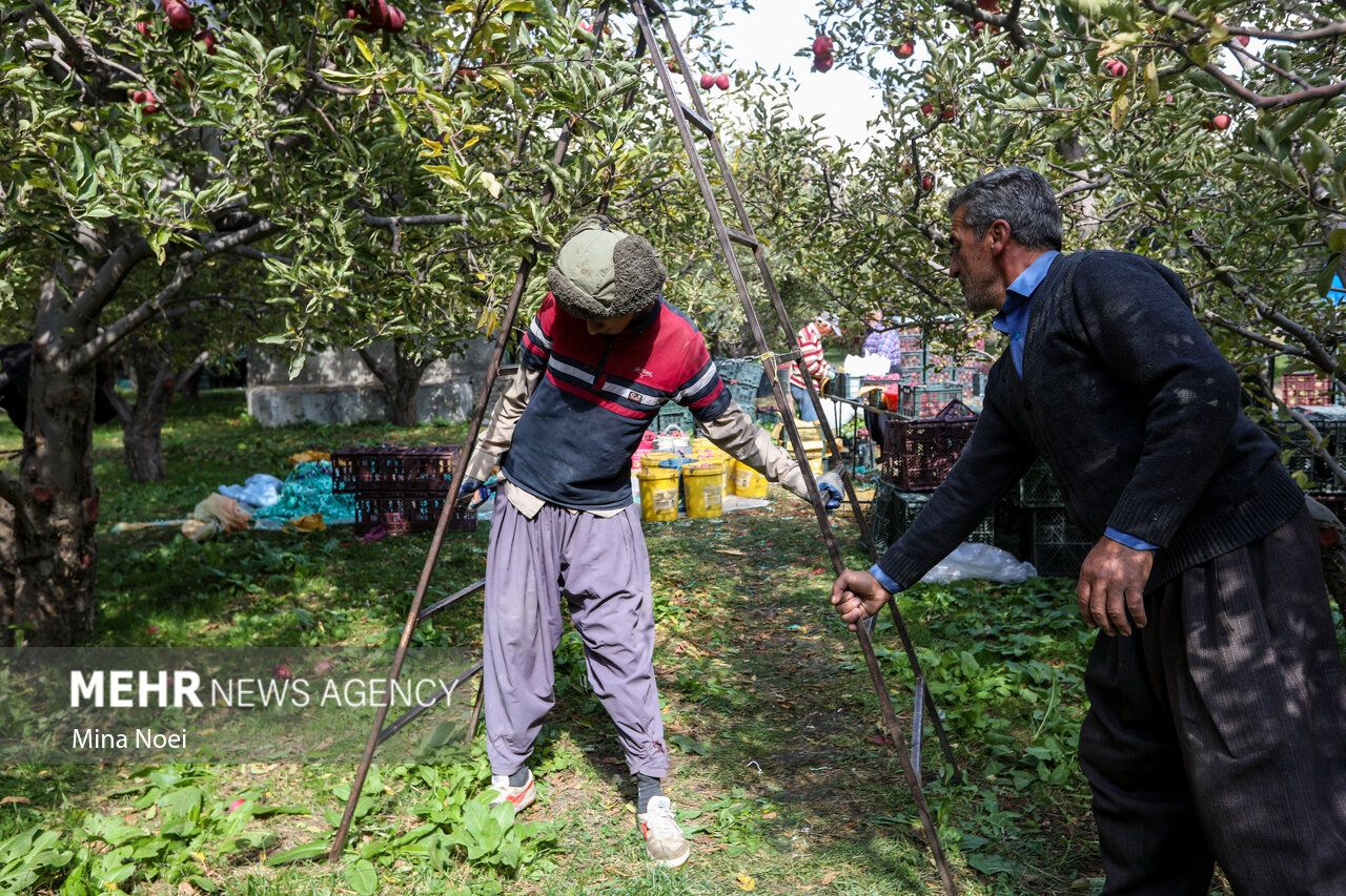 فصل برداشت طلای سرخ مراغه