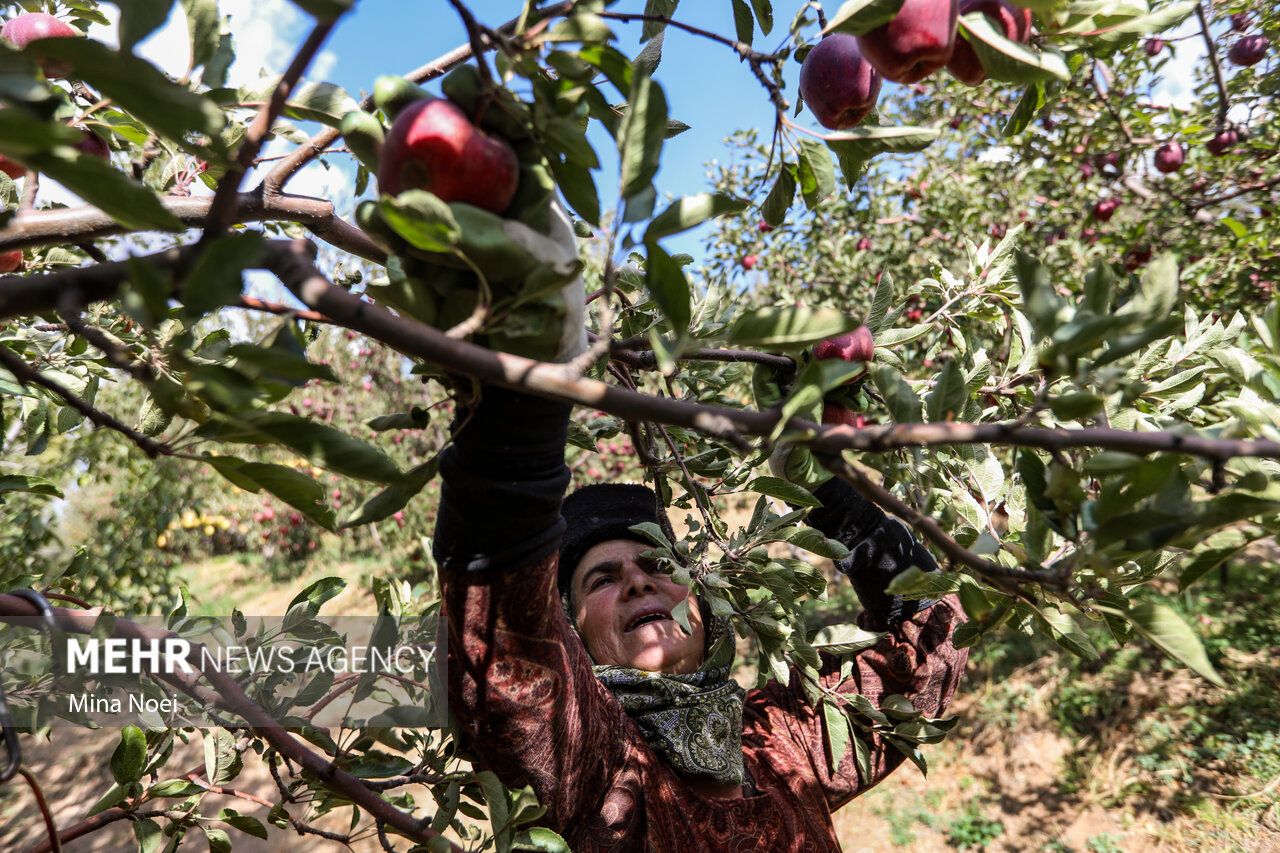 فصل برداشت طلای سرخ مراغه