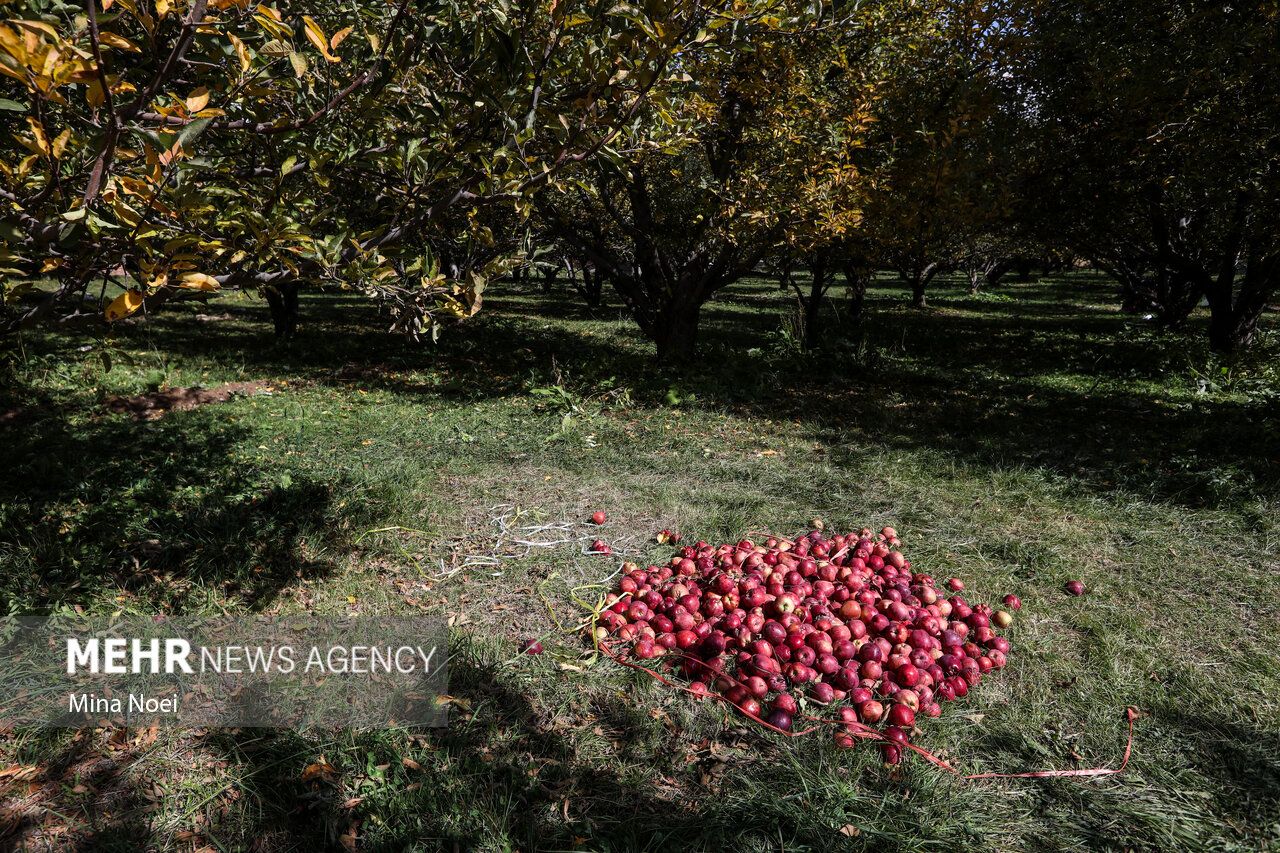 فصل برداشت طلای سرخ مراغه