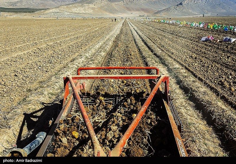 اشتغالزایی در مزارع سیبزمینی فیروزکوه