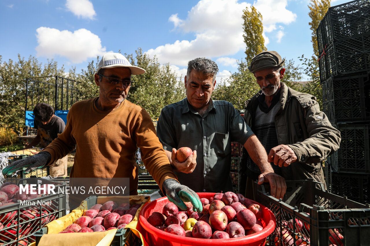 فصل برداشت طلای سرخ مراغه