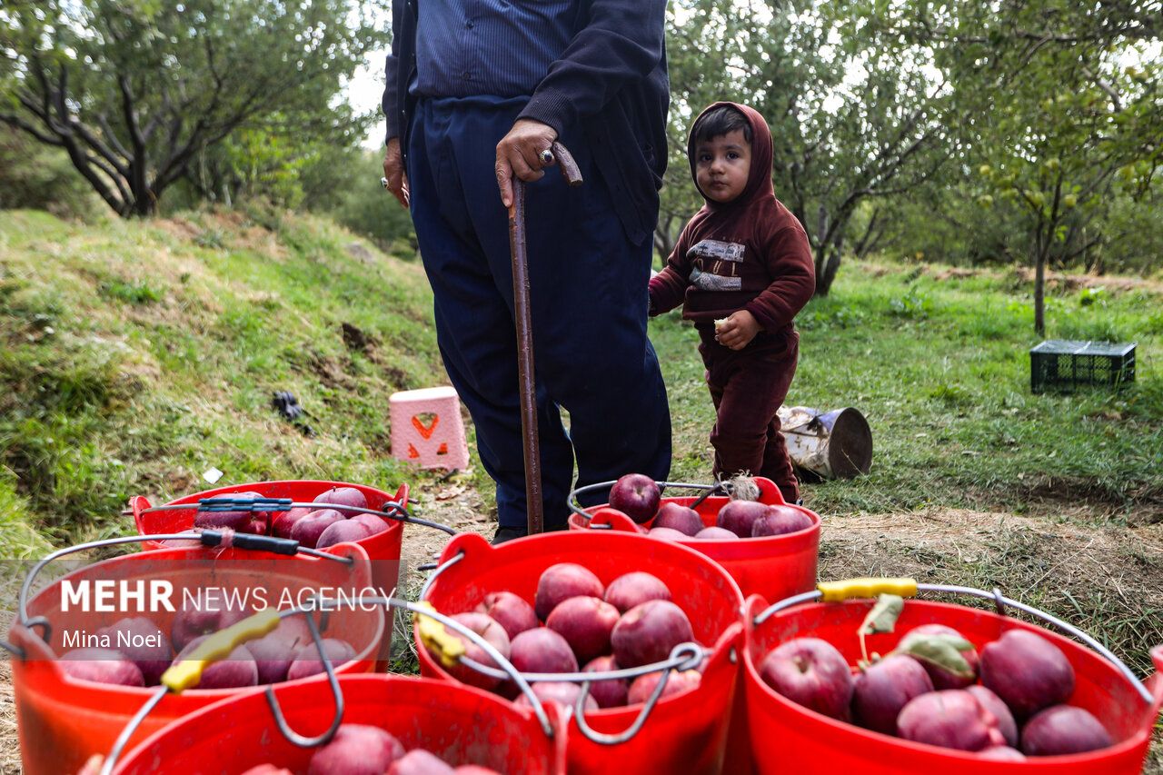 فصل برداشت طلای سرخ مراغه