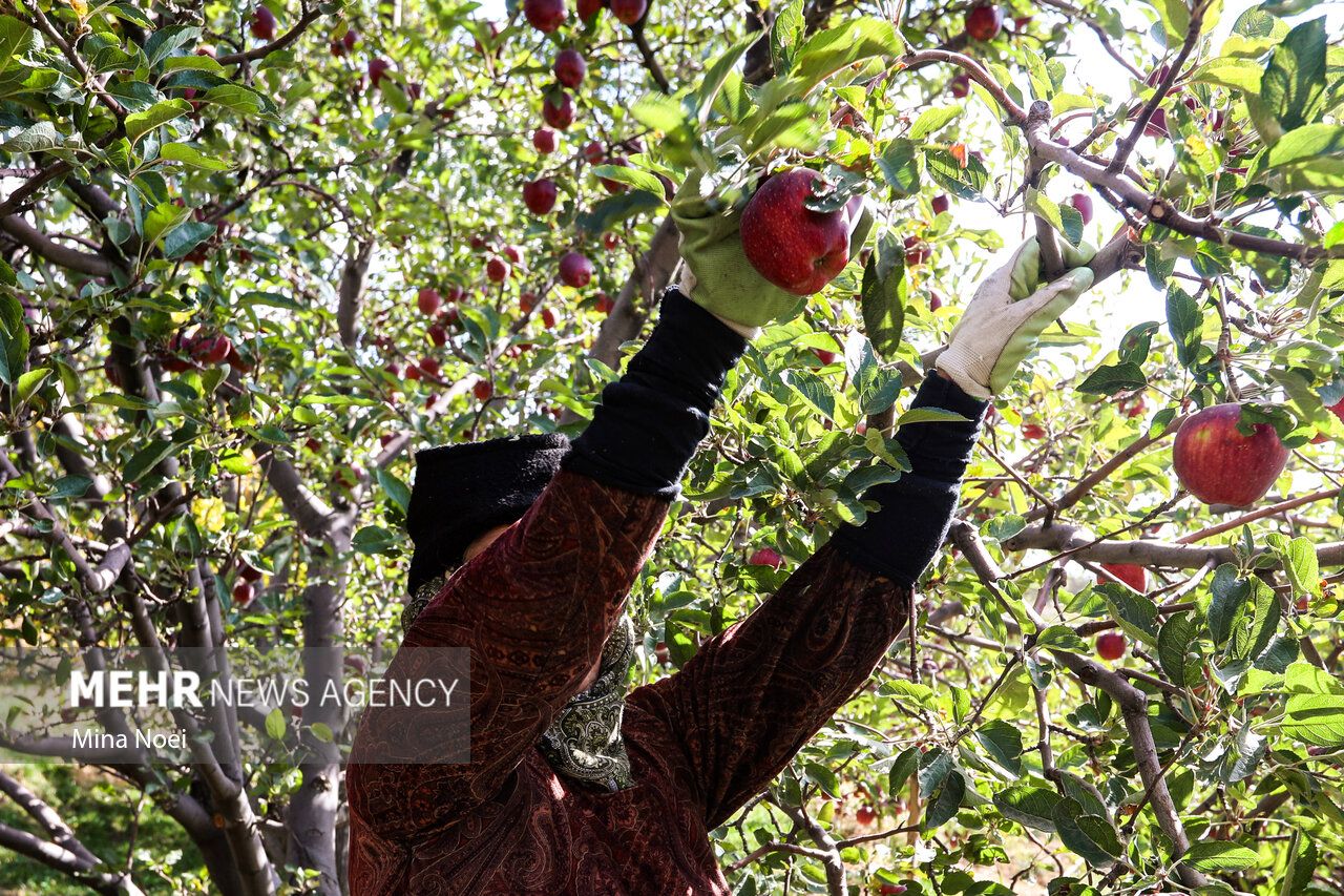فصل برداشت طلای سرخ مراغه