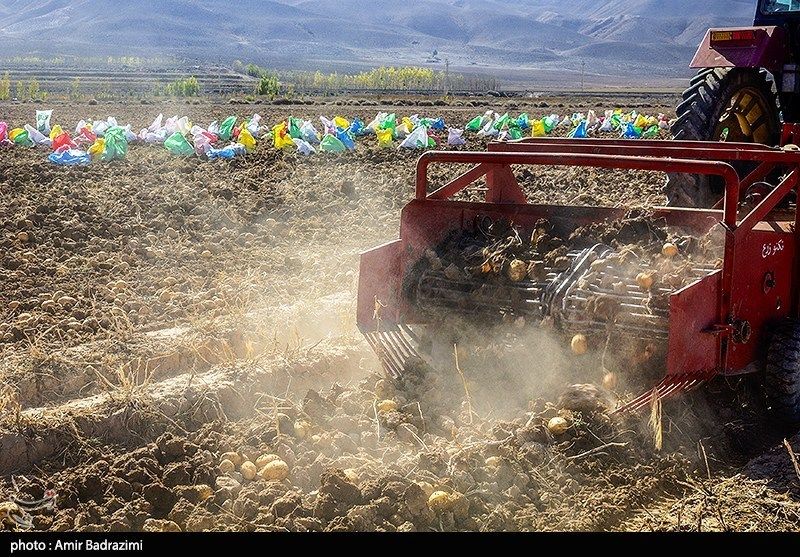 اشتغالزایی در مزارع سیبزمینی فیروزکوه