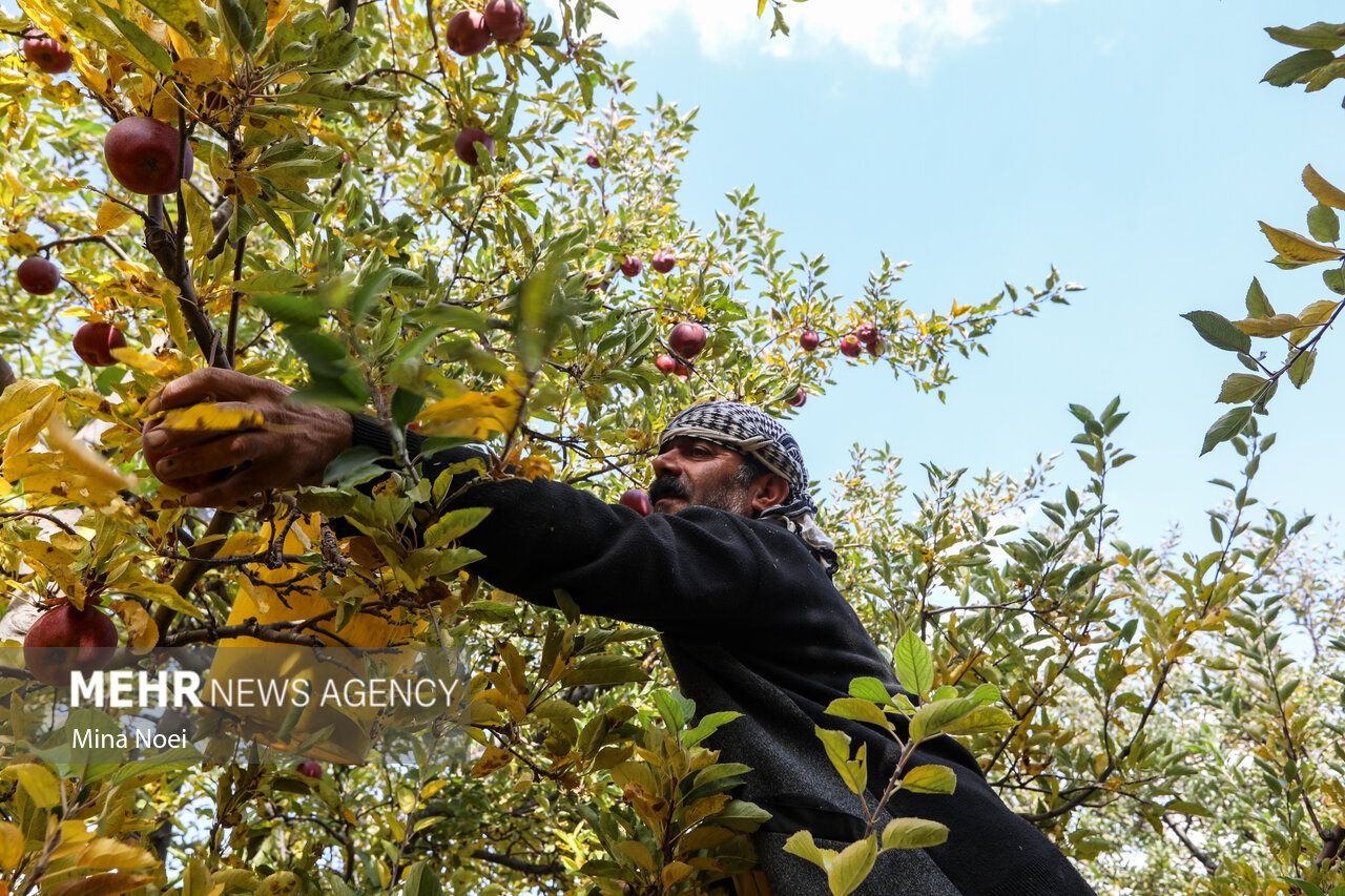 فصل برداشت طلای سرخ مراغه