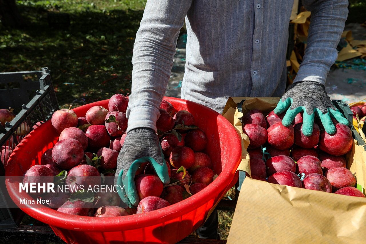 فصل برداشت طلای سرخ مراغه