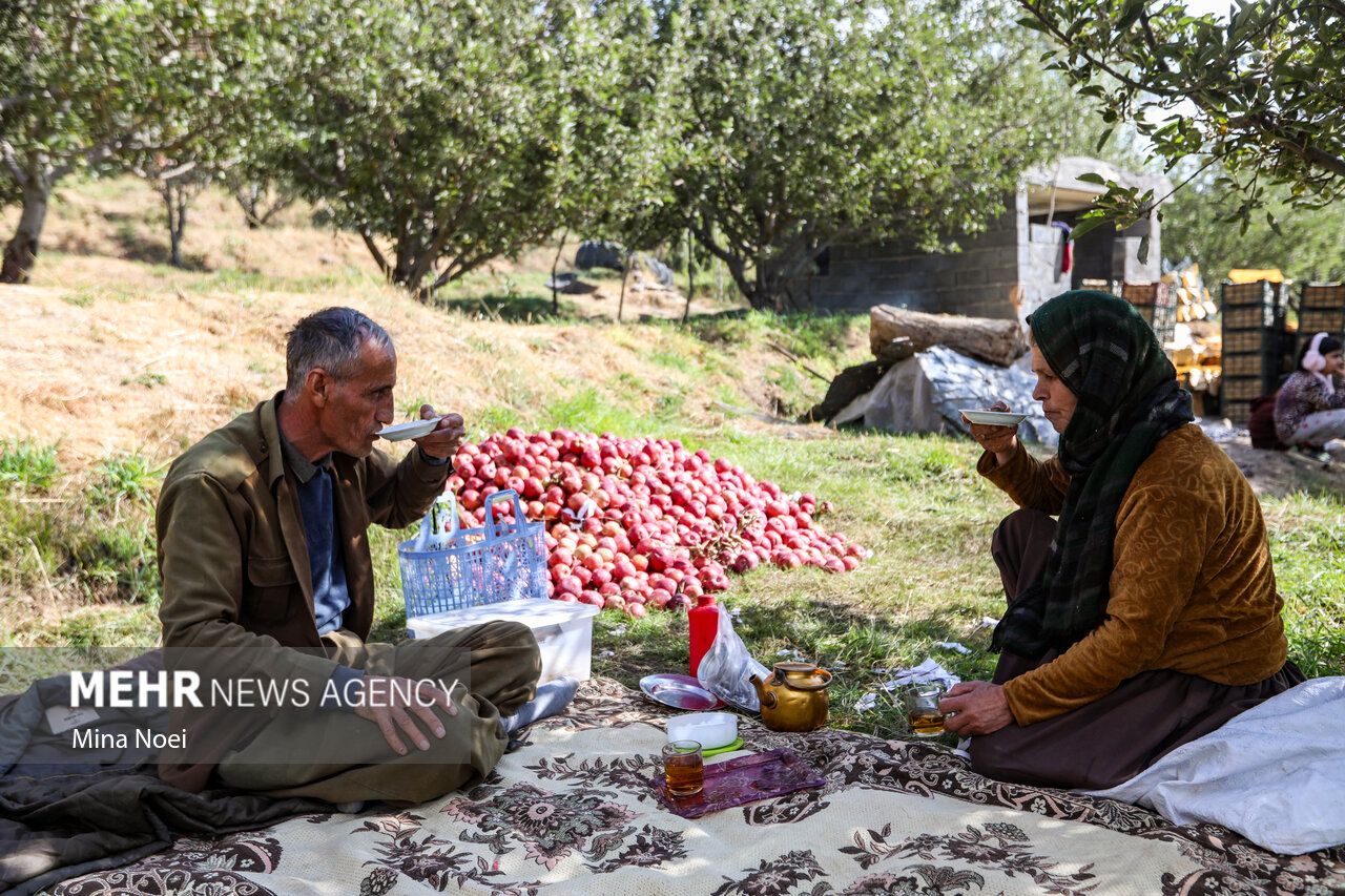 فصل برداشت طلای سرخ مراغه