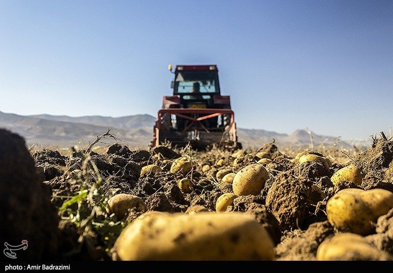 اشتغالزایی در مزارع سیبزمینی فیروزکوه