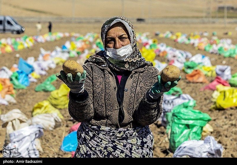 اشتغالزایی در مزارع سیبزمینی فیروزکوه