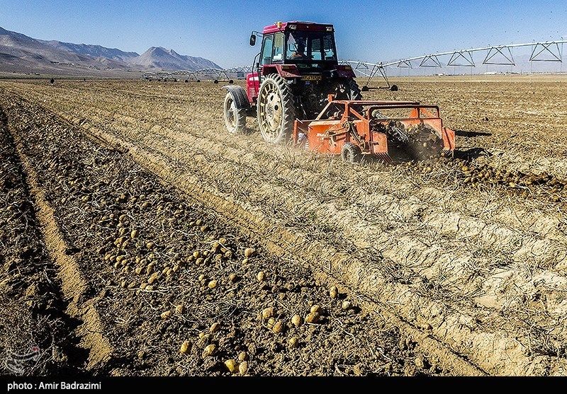 اشتغالزایی در مزارع سیبزمینی فیروزکوه