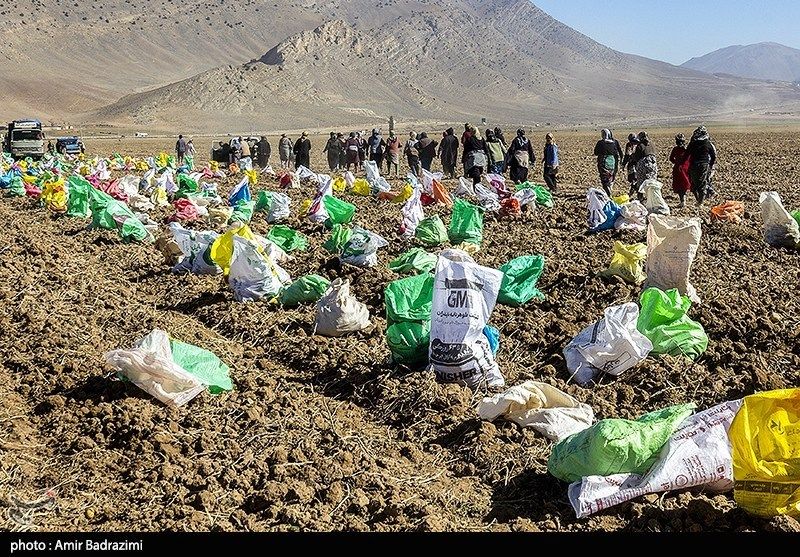 اشتغالزایی در مزارع سیبزمینی فیروزکوه