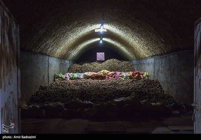 اشتغالزایی در مزارع سیبزمینی فیروزکوه