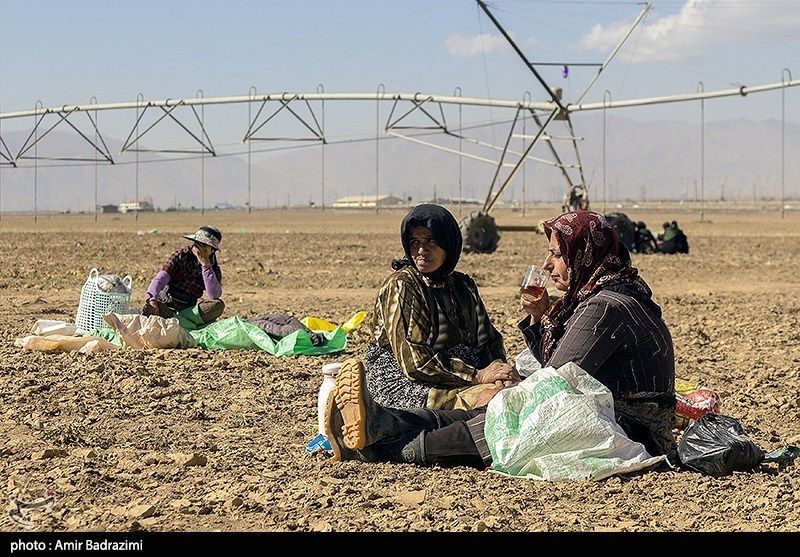 اشتغالزایی در مزارع سیبزمینی فیروزکوه