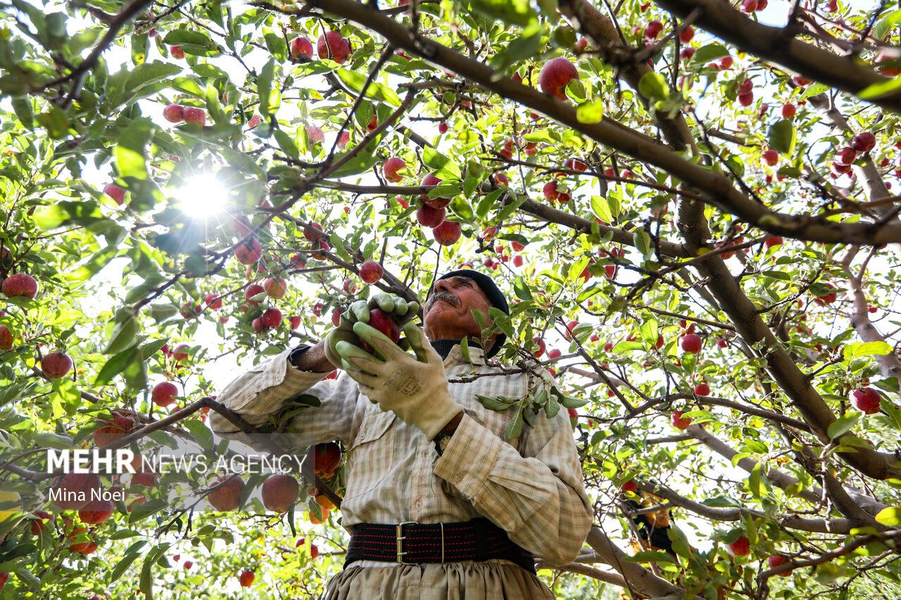 فصل برداشت طلای سرخ مراغه