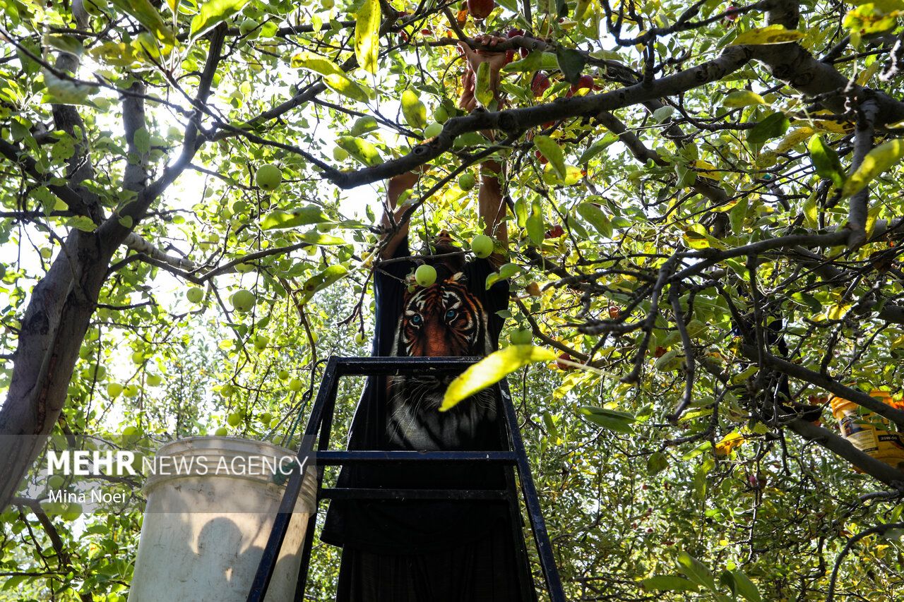 فصل برداشت طلای سرخ مراغه