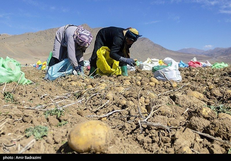 اشتغالزایی در مزارع سیبزمینی فیروزکوه