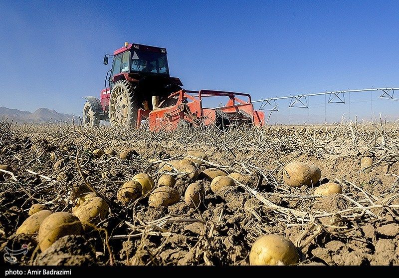اشتغالزایی در مزارع سیبزمینی فیروزکوه