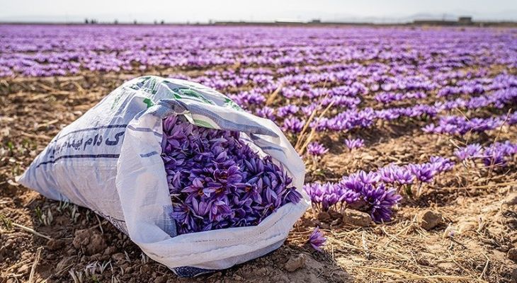 برداشت زعفران در خراسان شمالی
