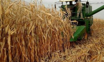 آغاز برداشت ذرت علوفه‌ای در ثلاث باباجانی