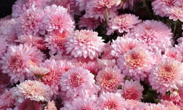 جشنواره گل‌های داوودی