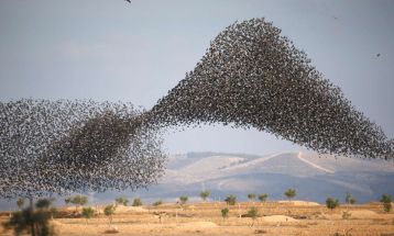 پرواز شگفت‌انگیز پرندگان در آسمان