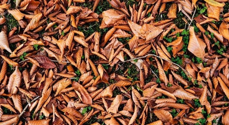 طبیعت پائیزی گیلان