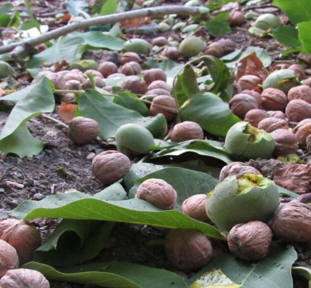 گردوی کرمانشاه در انتظار صنایع تبدیلی