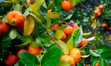 افزایش باغات مرکبات قصرشیرین با تسهیلات کم‌بهره