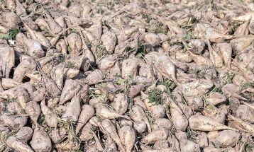 برداشت چغندر قند در شهرستان سلسله