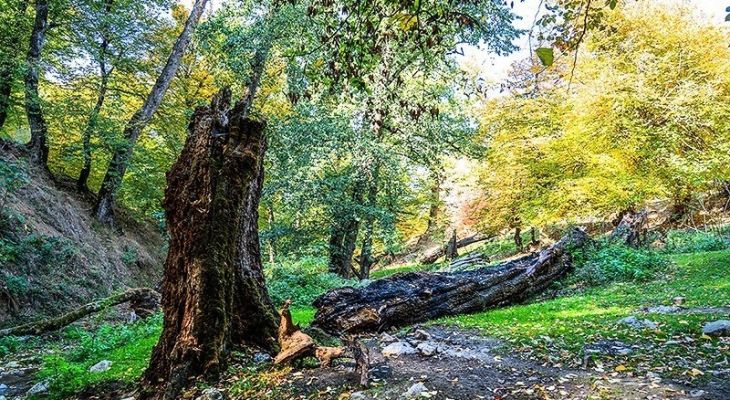 طبیعت پائیزی چشمه لال گلستان