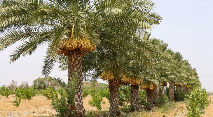 برداشت خرما از نخلستان‌های کارون