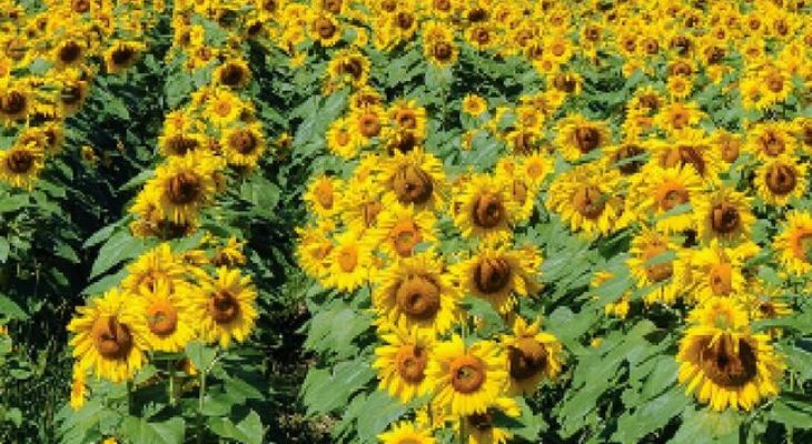 خوی، قطب تولید دانه‌های روغنی آفتابگردان